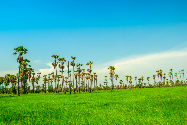 Agrofloresta e Mudanças Climáticas: Uma Solução de Adaptação