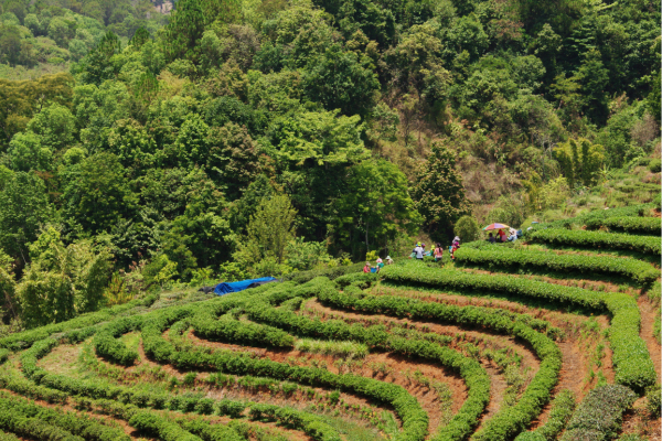 Agrofloresta e Agricultura Regenerativa: Uma Abordagem Sustentável