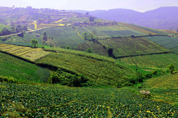 Os 5 Princípios Essenciais da Agrofloresta