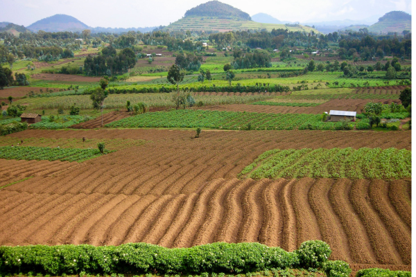 Conservação do Solo: Como a Agrofloresta Pode Ajudar