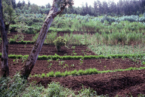 A Ciência da Agrofloresta: Conceitos e Terminologias