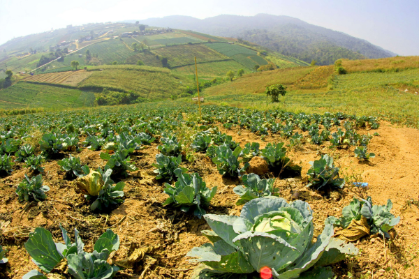 Agrofloresta e Saúde Comunitária: Um Efeito Positivo