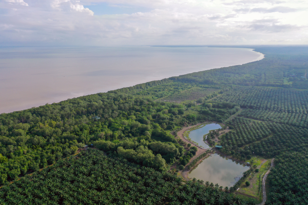 Agrofloresta e Desenvolvimento Comunitário: Um Casamento Natural