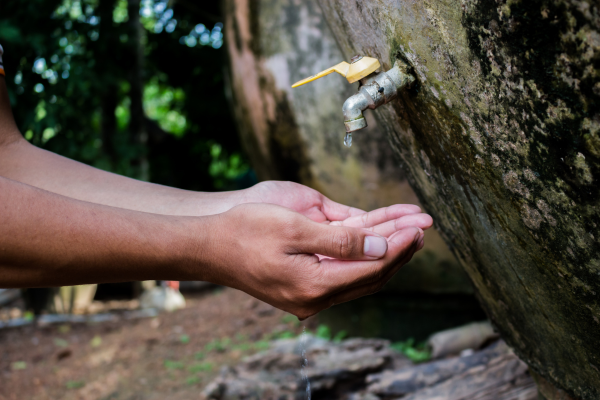 Agrofloresta: Uma Solução para a Escassez de Água?