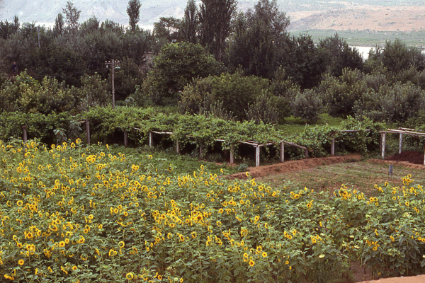 Diferentes Modelos de Agrofloresta: Uma Visão Geral