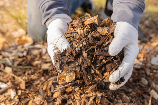 Reciclagem de Nutrientes em Sistemas Agroflorestais