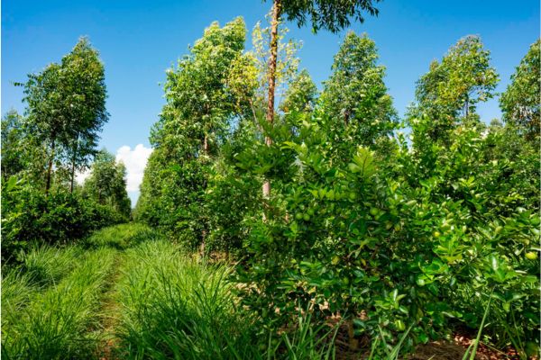 O Que é Agrofloresta e Por Que Ela Importa