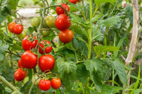 Como Plantar Tomate Cereja em Casa: Colha Frutos Deliciosos